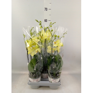 Phalaenopsis   ...yellow