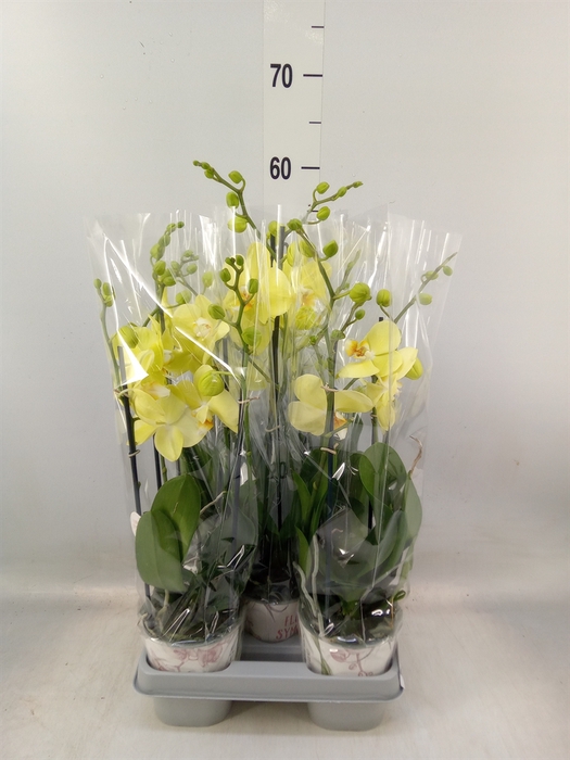 <h4>Phalaenopsis   ...yellow</h4>