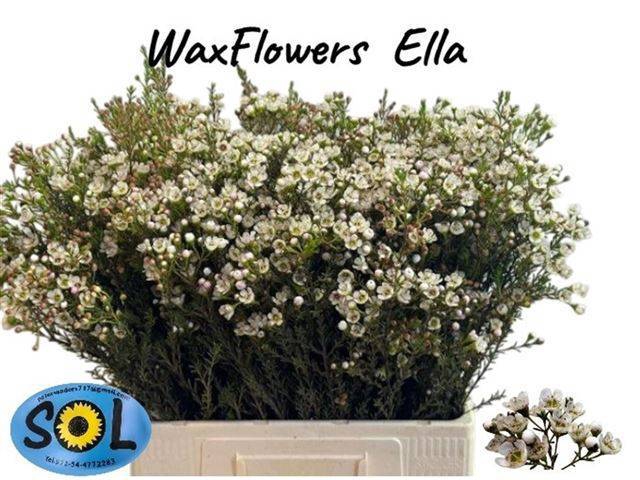 <h4>CHAME UN ELLA</h4>