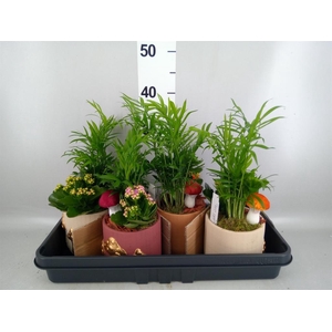 Arr.    Planten  L%