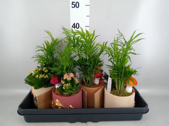 <h4>Arr.    Planten  L%</h4>