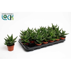Aloe mitriformis