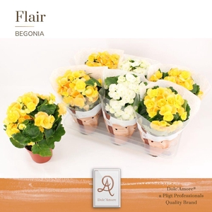 Begonia Milano Mix P14 Dolc'Amore® Flair
