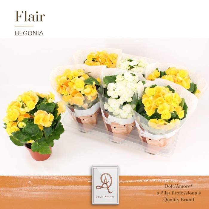 <h4>Begonia Milano Mix P14 Dolc'Amore® Flair</h4>