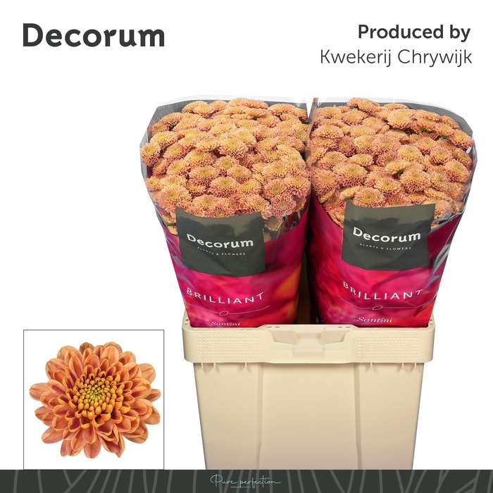 <h4>CHR S ELLISON SALMON</h4>