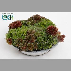 ARR SEMPERVIVUM
