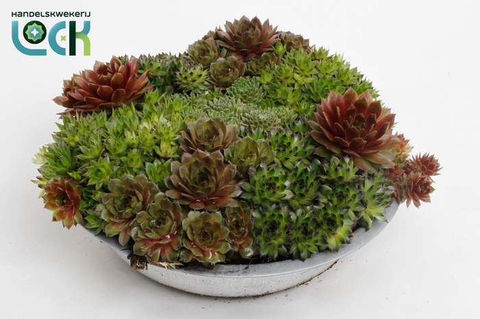 <h4>Sempervivum mix in zinken schaal</h4>