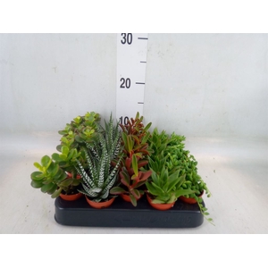 Planten  ..mix