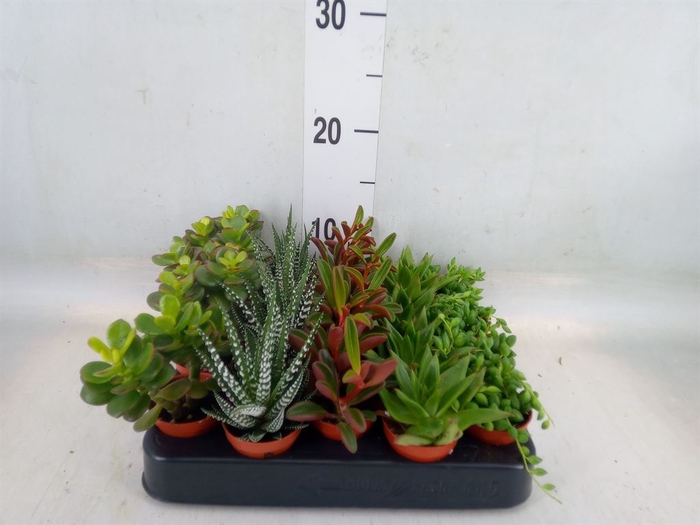 <h4>Planten  ..mix</h4>
