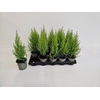 Cupressus Ma Goldc Wilma