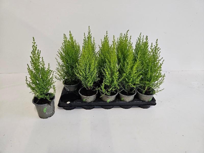 Cupressus Ma Goldc Wilma