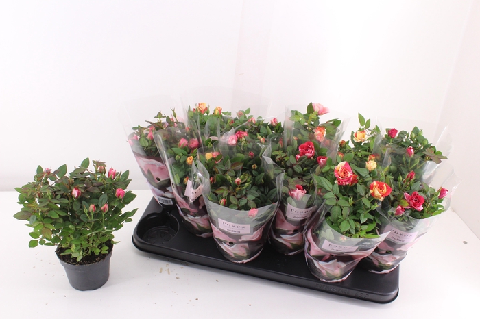 <h4>ROSA VICTORY MIX</h4>
