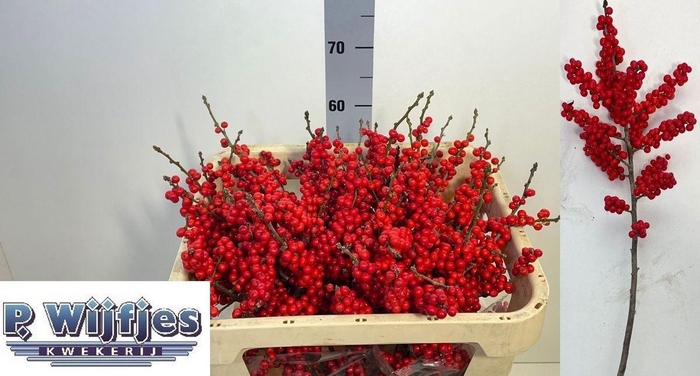 <h4>ILEX VE RODE BES</h4>