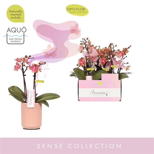 <h4>Aromio Amber 2 spike in Molise Salmon Aquo</h4>