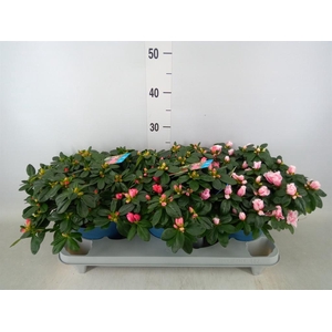 Rhododendron sim. 'Hellmut V' .mix6