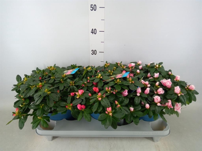 <h4>Rhododendron sim. 'Hellmut V' .mix6</h4>