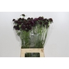 Scabiosa Bon Bon Scoop Merlot
