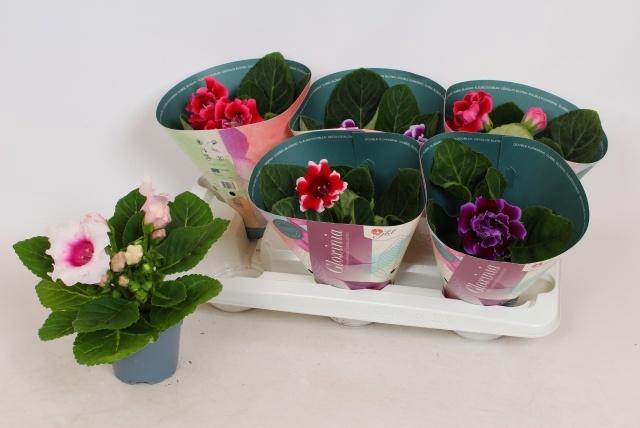 <h4>SINN BROCADE GEM</h4>