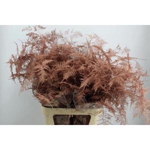 Asp Lang Getopt Koper