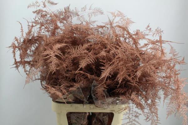 <h4>Asp Lang Getopt Koper</h4>