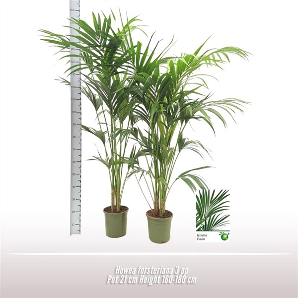 <h4>Howea forsteriana</h4>