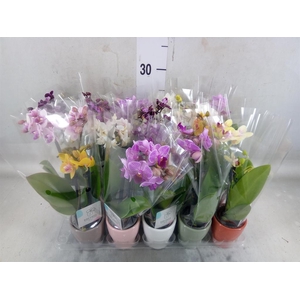 Phalaenopsis   ...mini