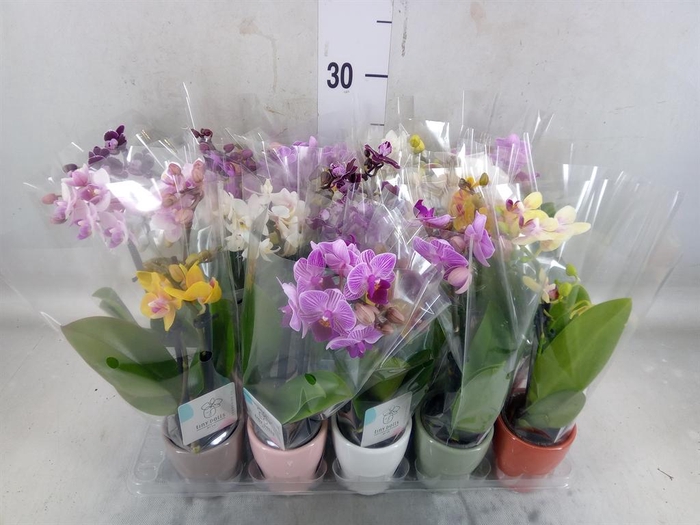 <h4>Phalaenopsis   ...mini</h4>