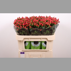 HYP TOMATO FLAIR