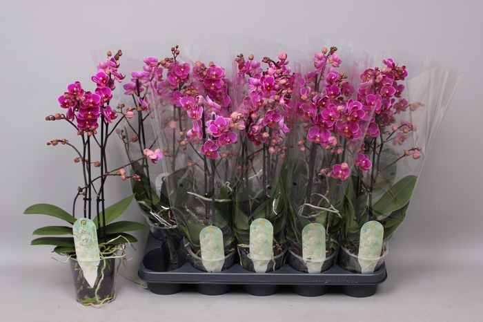 <h4>PHAL MF OV PAARS</h4>