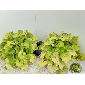 TOLMIEA M VARIEGATA