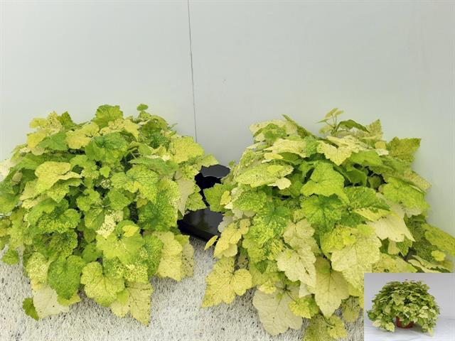TOLMIEA M VARIEGATA