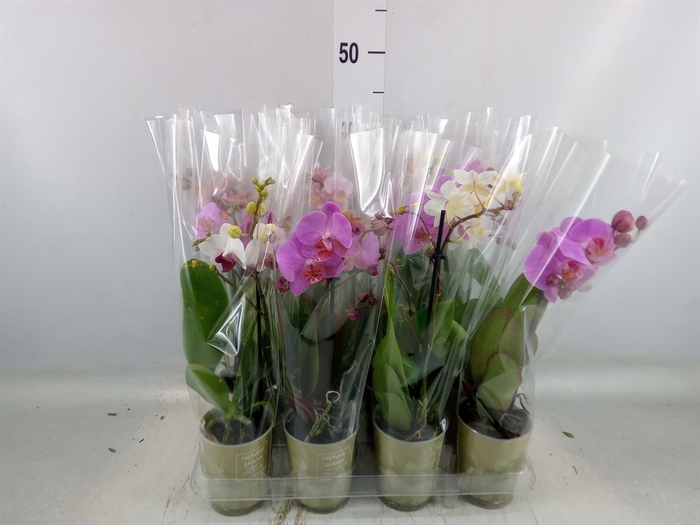 <h4>Phalaenopsis   ...mix</h4>