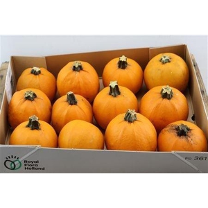CUC MAXIMA HALLOWEEN
