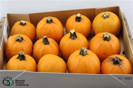 <h4>CUC MAXIMA HALLOWEEN</h4>