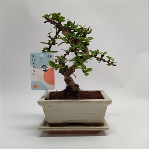 Carmona S-shape Bonsai 'Traditional' 15 cm + Schotel