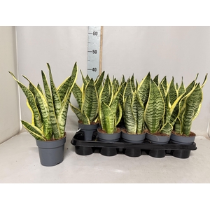 SANSEV FUTURA SUPERB