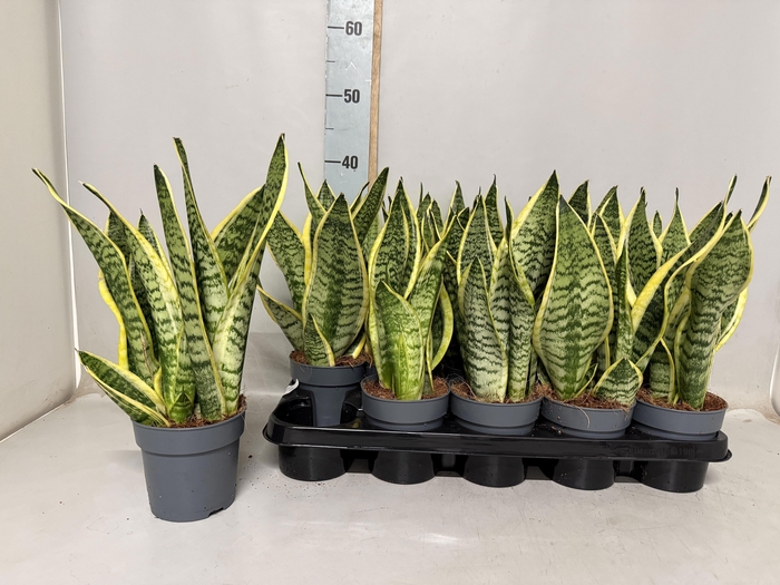 <h4>SANSEV FUTURA SUPERB</h4>