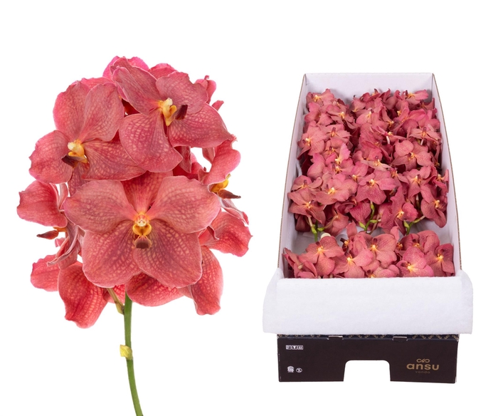 <h4>Vanda Nitaya Salmon</h4>