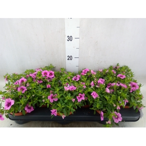 Calibrachoa  'Callie Pink'