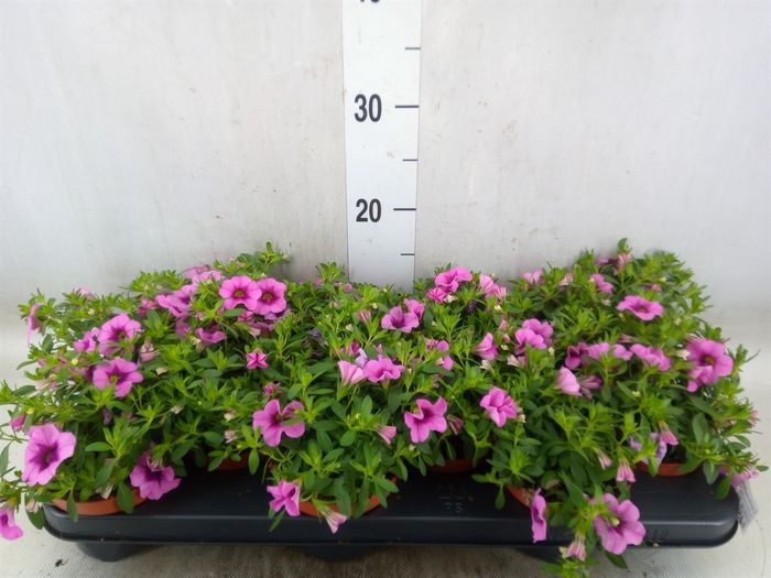 <h4>Calibrachoa  'Callie Pink'</h4>