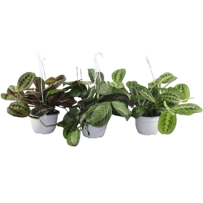 <h4>Maranta Overig hangpot mix</h4>