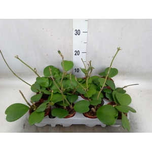Hoya kerrii