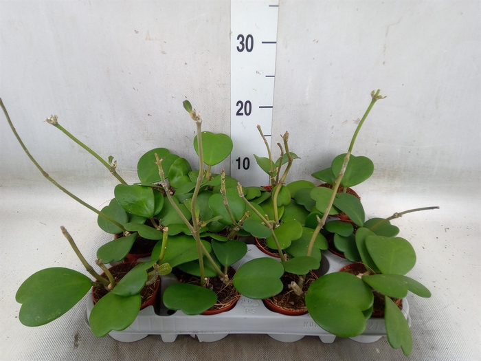 <h4>Hoya kerrii</h4>