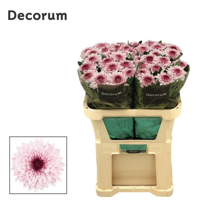 <h4>Chrysanten Chr G Pip Pretty</h4>