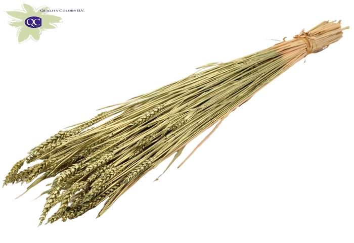 Triticum (sunbleached) per bunch Antique Green