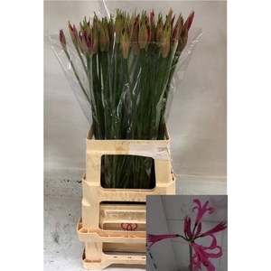 Nerine Favoriet Oltshoorn