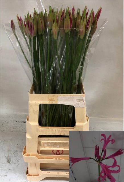 <h4>Nerine Favoriet Oltshoorn</h4>