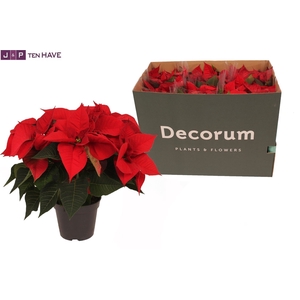 Poinsettia X-Mas Eve Rood 6 + in Deense Doos