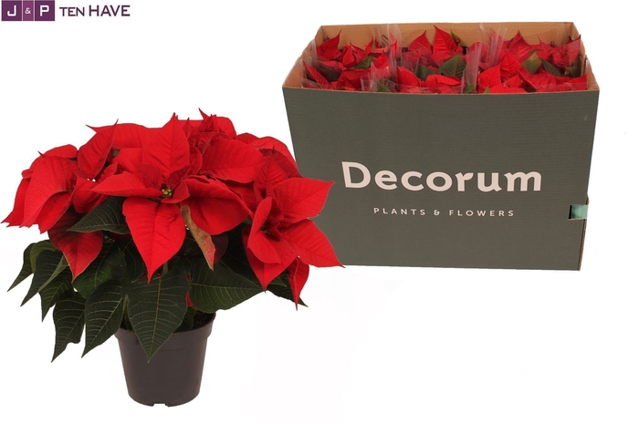 <h4>Poinsettia X-Mas Eve Rood 6 + in Deense Doos</h4>