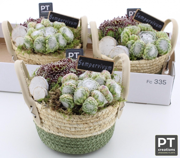 <h4>ARR SEMPERVIVUM</h4>